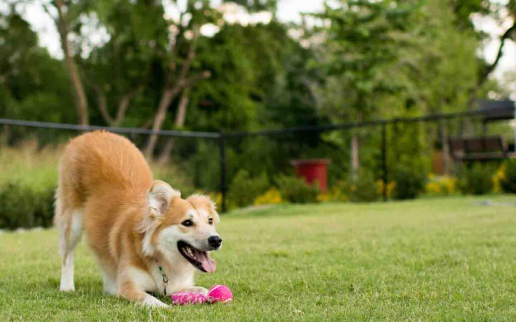 dog friendly parks in dubai