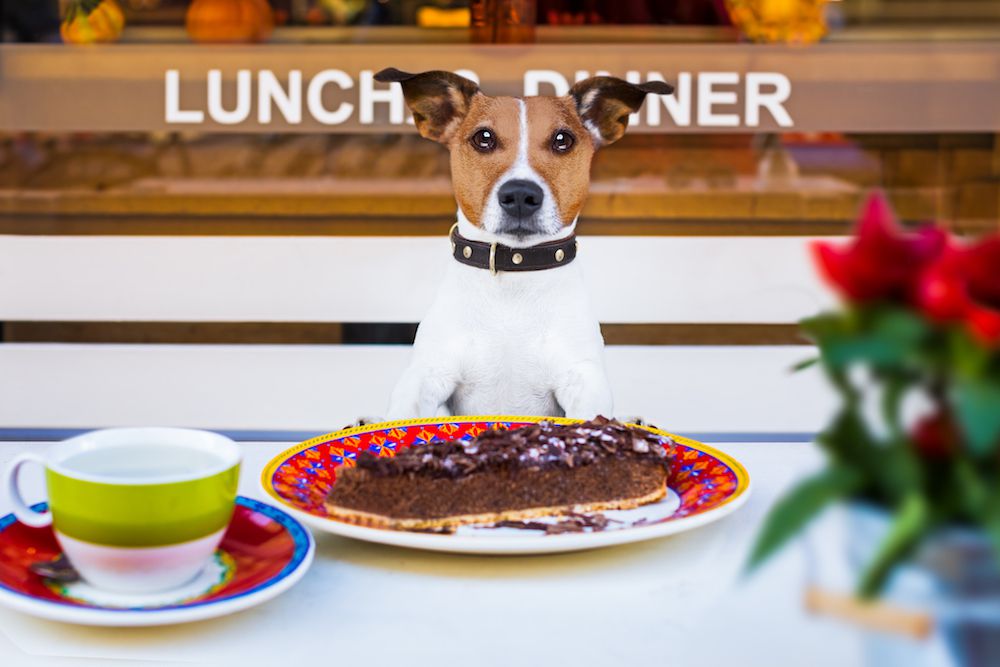 dog friendly restaurants dubai