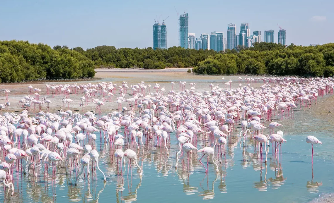 bird watching in dubai