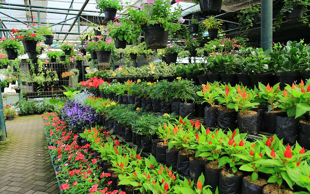 buy affordable plants in dubai